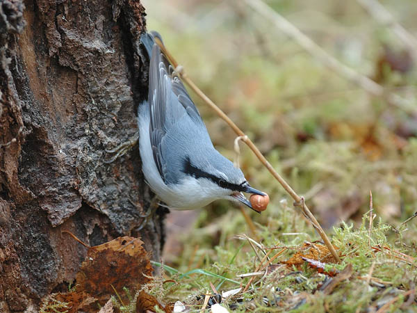 Pähkinänakkeli, Eurasian Nuthatch, Sitta europaea